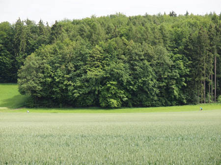P6132906
